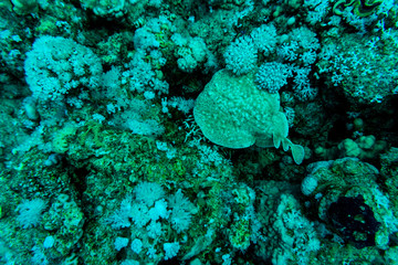Tentacled flathead on coral reaf of Sharm El Sheih