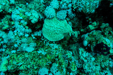 Fototapeta na wymiar Tentacled flathead on coral reaf of Sharm El Sheih