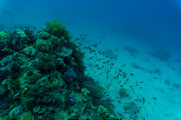 Tropical Fish on Vibrant Coral Reef, underwater scene