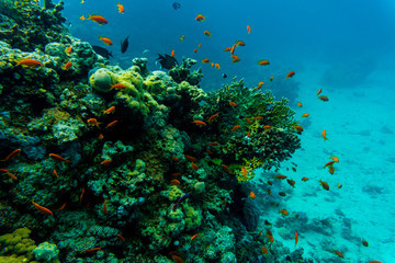 Obraz na płótnie Canvas Tropical Fish on Vibrant Coral Reef, underwater scene