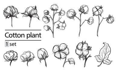 Vector set of hand draw ink cotton plant and lettering. Botanical illustrations.