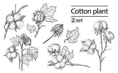 Vector set of hand draw ink cotton plant and lettering. Botanical illustrations.