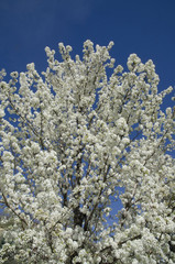 Naklejka na ściany i meble Dogwood, tree, white flowering, Dogwood tree, spring, 
