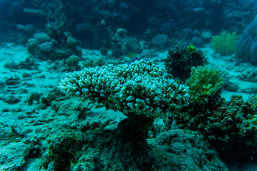 Fototapeta na wymiar Stingray on coral reaf of Sharm El Sheih