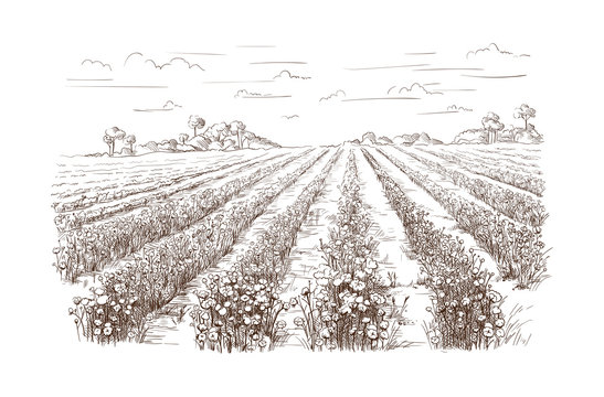 Pencil drawing agriculture hires stock photography and images  Alamy