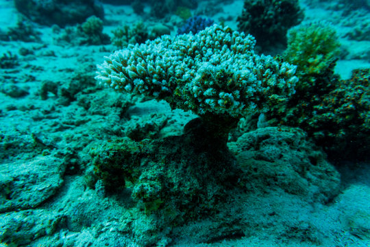 Stingray on coral reaf of Sharm El Sheih