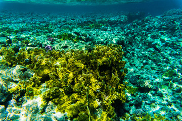 Naklejka na ściany i meble vibrant underwater corall reef