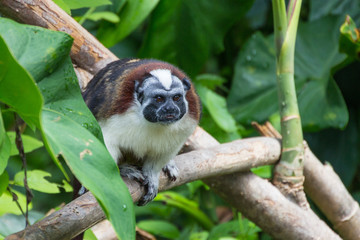 Geoffroy's Tamarin