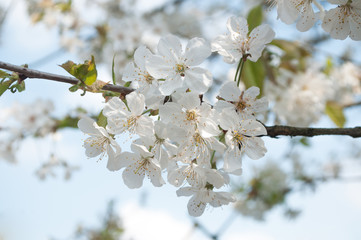 Cerisier en fleurs