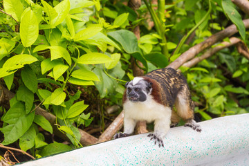 Geoffroy's Tamarin