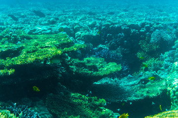 vibrant underwater corall reef