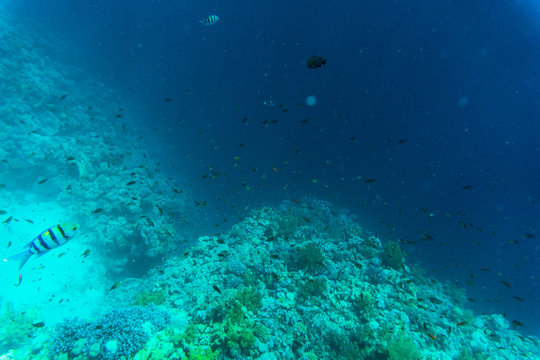 vibrant underwater corall reef