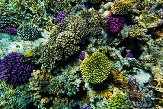 vibrant underwater corall reef