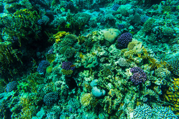 Fishes on the reef, coral of Red sea