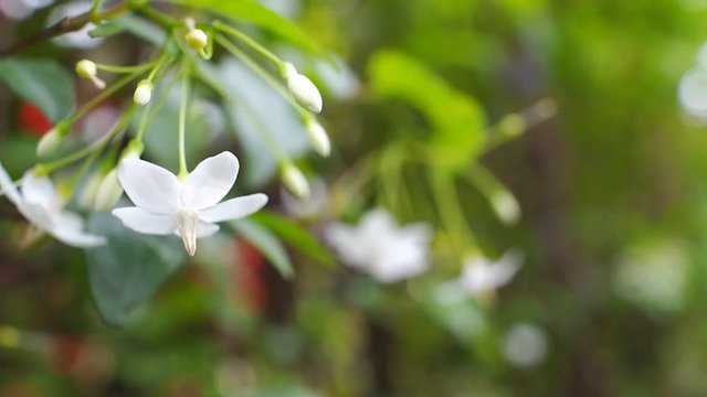 Wild Water Plum Flower Blooming in The Garden