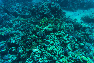 Fototapeta na wymiar Fishes on the reef, coral of Red sea