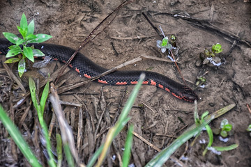 Louisiana Mud Snake swimming in a small pond is part of the biodiversity in a wetland ecosystem