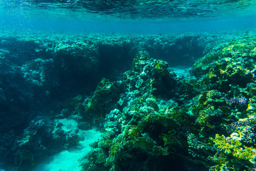 Naklejka na ściany i meble Fish from the coral reef, Sharm El Sheikh, Egypt. Sea world.