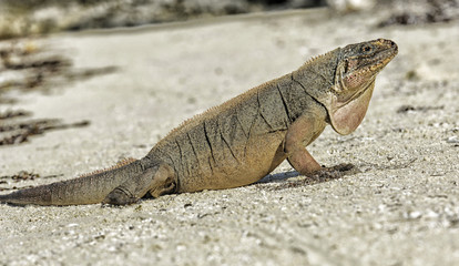 A large endangered rock iguana on the beach in the Exumas, Bahama Islands