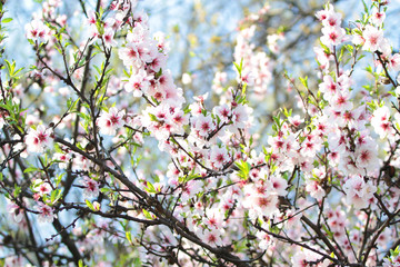 Spring flowers