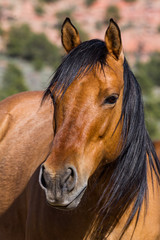 Head shot of brown wild horse with black hair