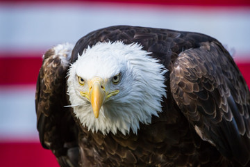 Bald Eagle in front of American Flag looking to camera