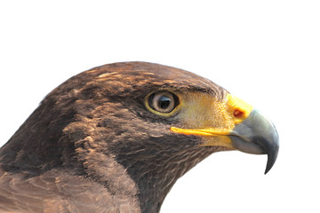Hawk on white background