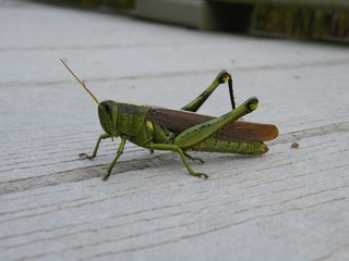 Grasshopper