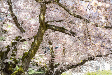 Cherry (Sakura) Blossoms