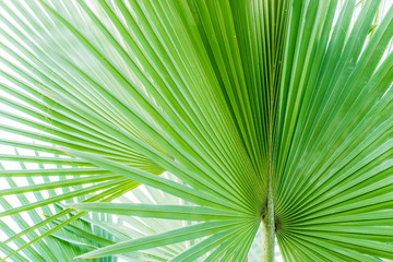 line pattern Palm leaves, Ornamental plants