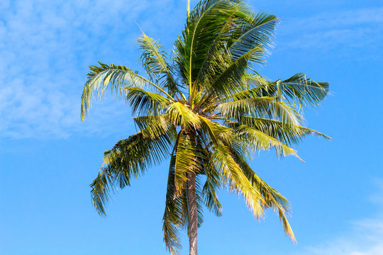 Single palm tree top in sky. Sunny day in tropical island. Exotic nature scenery.