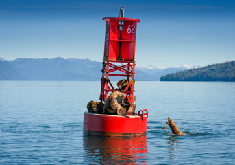 Alaskan Harbor Seals © mark galer