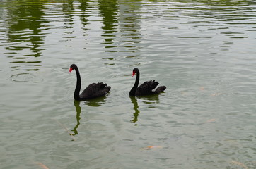 Naklejka premium Two ducks on the pool in the garden
