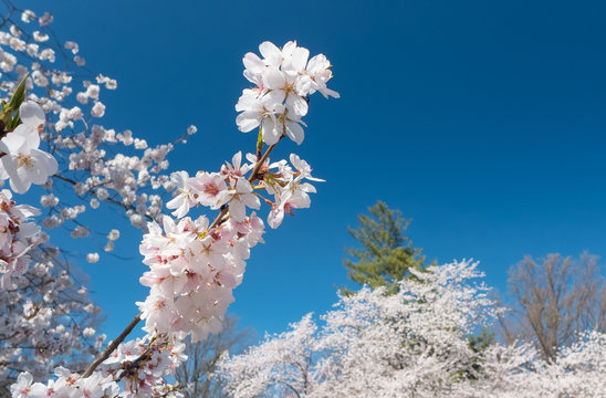 beautiful sunlit yoshino cherry blossoms in Maryland