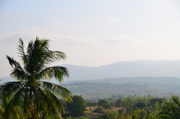 Fototapeta na wymiar Coconut tree with blue sky