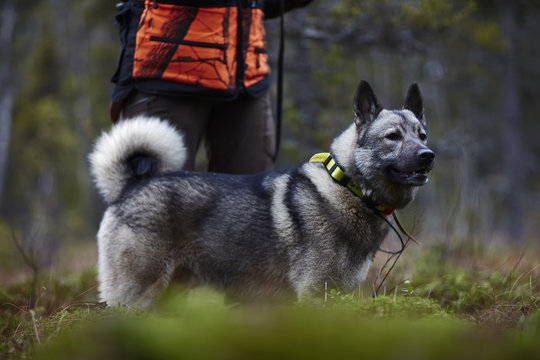 Sweden, Vasterbotten, Female hunter standing with dog (canis lupus familiaris)
