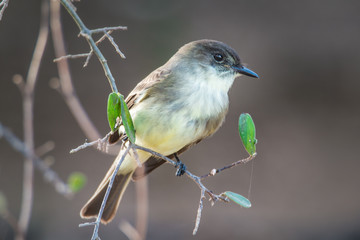 Eastern Phoebe Bird