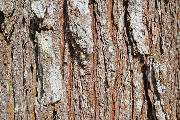 Texture of tree barks