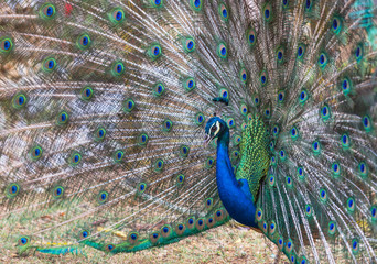Obraz premium male peacock showing spread tail feathers