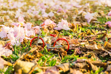 Red bicycle with beautiful pink flower.