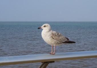 Gull