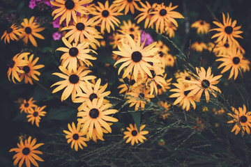 Beautiful fairy dreamy magic yellow flowers with dark green blue leaves, blurry background toned with filters in retro vintage color, garden orchard on backyard