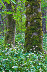 Trees in forest surrounded by a meadow of Fawn Lily flowers/Trees in forest surrounded by a meadow of white fawn lily flowers in a vertical position. Species name is erythronium oregonum