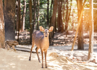 young siamese eld deer , Thamin, brow antlered deer ( Cervus eldi Siamensis) in natural