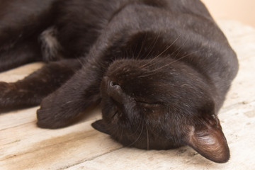 Thai black cat sleep