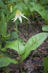 White Fawn Lily plant in earth/White fawn lily flower plant in the earth. Species name is erythronium oregonum