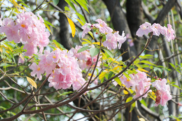 Tabebuia rosea pink flower in the nature on tree