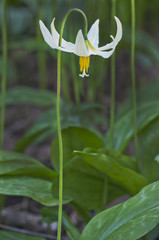 White Fawn Lily/Closeup of single white fawn lily flower. Species name is erythronium oregonum