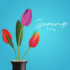 Spring blue background with beautiful tulip flower.