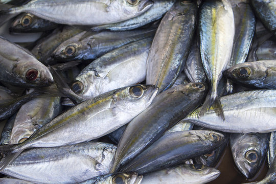 Mackerel fishes on seafood market. Fresh sea fish for sell. Shiny sea fish pile top view photo.